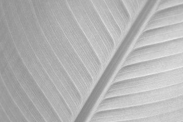 white leaf texture