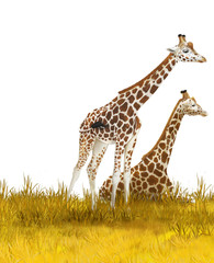 Safari - giraffes on the meadow - illustration for children