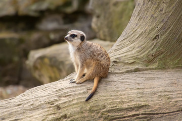 Erdmännchen