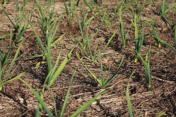 A close up of the young plants of garlic on garden-bed.