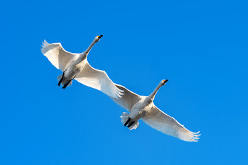 【新潟県瓢湖】白鳥が越冬のために訪れる瓢湖はラムサール条約登録湿地