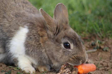 petit lapin en liberté