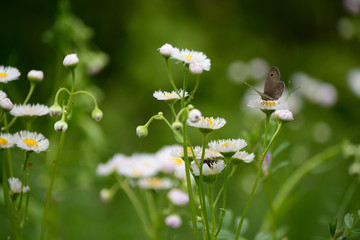 White flowers and brown butterfly.