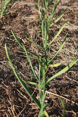 A close up of the young plants of garlic on garden-bed.