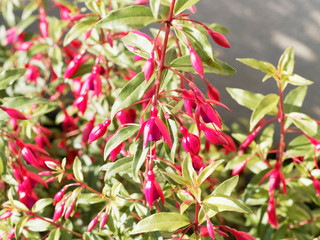 Fuchsia de Magellan aux fleurs rouge et violacée aux longues étamines (Fuchsia magellanica)