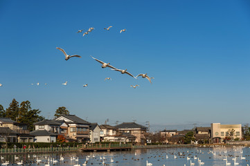 【新潟県瓢湖】白鳥が越冬のために訪れる瓢湖はラムサール条約登録湿地