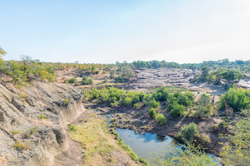 Obraz premium Giraffes next to the Shingwedzi River at Red Rocks