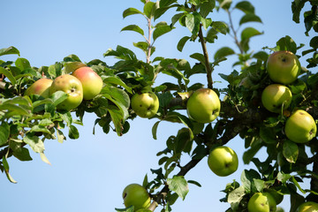 Reichliche Ernte am Apfelbaum 
