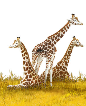 Safari - giraffes on the meadow - illustration for children