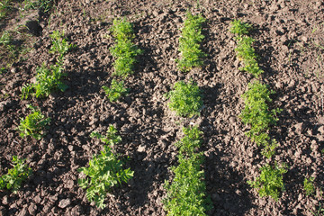 Leaves of young carrots in the garden in spring