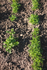 Leaves of young carrots in the garden in spring