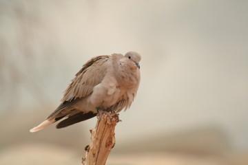 bird of prey
