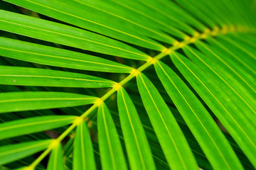 green palm leaf