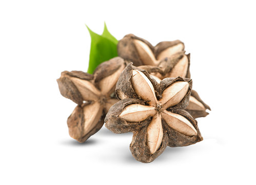 Sacha inchi peanut seed isolate on white background