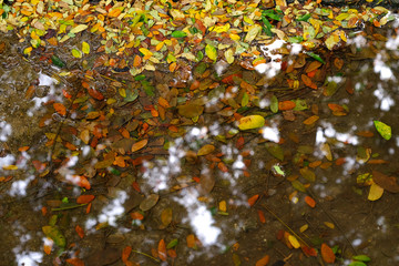 colorful autumn leaf on the ground with water reflection