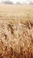 Fototapeta premium wheat