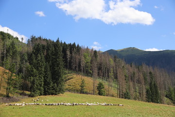 Stado owiec © Jakub