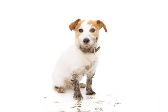 Isolated dirty jack russell dog after play in a mud puddle sittinng on white background.