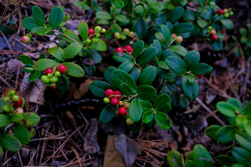 Fototapeta na wymiar Red ripe berry, cowberry, cranberry plant in the forest in summer. 
