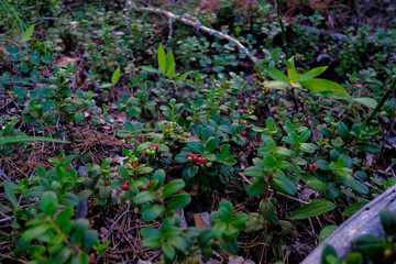  Red ripe berry, cowberry, cranberry plant in the forest  in summer. 