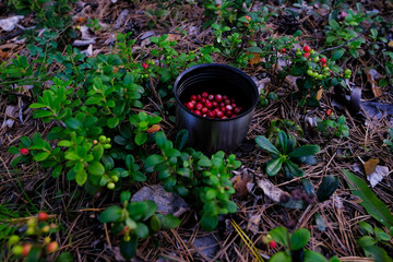 Picking red cowberry (cranberries) in metal cup in forest
