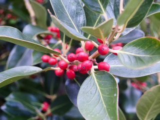 Immergrüner Busch mit roten Beere – Ilex.