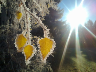 Gelbe Bl&auml;tter mit Raureif in der Morgensonne.