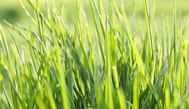 Lush green grass on meadow, spring summer outdoors close-up, copy space, wide format. Beautiful artistic image of purity and freshness of nature. Abstract bokeh background.