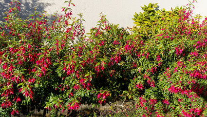 Fototapeta na wymiar (Fuchsia magellanica) Massif de fuchsia de Magellan, un arbuste gracieux à floraison retombante, abondante et gracieuse le long d'un muret