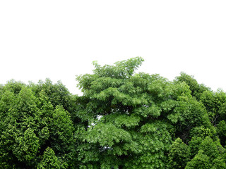Obraz premium green tree on white background