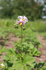 Potato flowers in the garden