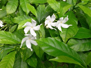 Obraz na płótnie Canvas Crape jasmine is an evergreen shrub native to India. It has pure white, pinwheel shaped fragrant flowers and attractive glossy foilage. The (single) flowers have the characteristic 'pinwheel' shape. 