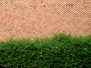 ole brown tile roof with green leaf of bush