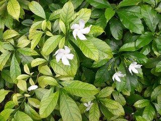 Crape jasmine is an evergreen shrub native to India. It has pure white, pinwheel shaped fragrant flowers and attractive glossy foilage. The (single) flowers have the characteristic 'pinwheel' shape. 
