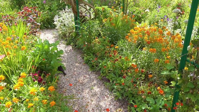 Flowers grow in the garden of Claude Monet in Giverny France.
