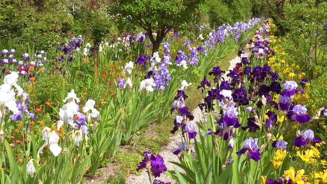 Flowers grow in the garden of Claude Monet in Giverny France.