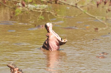 El baño del hipopotamo