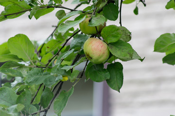 Organic apples hanging from a tree branch, apples in the orchard, apple fruit close up