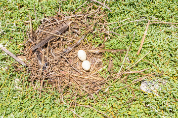 yelow-footed Booby (Sula leucogaster )  egg in nest, , Los Roques National Park