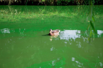 Duck in the pond