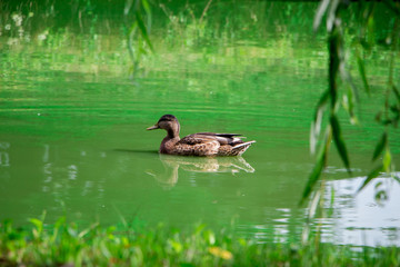 Obraz premium Duck in the pond