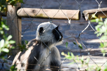 Obraz premium Gray langur or Hanuman langur