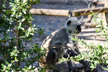 Gray langur or Hanuman langur