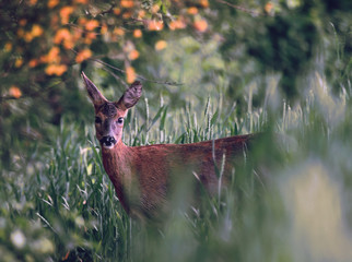 Sarna © Sporywildlife