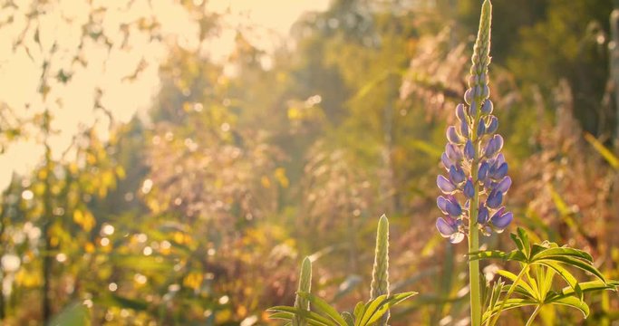 Close-Up Purple Lupine in Bloom at the Sunrise Mountains Landscape, Steadicam Shot. Lupinus, Commonly Known as Lupin or Lupine is Genus of Flowering Plants in Legume Family, Fabaceae.