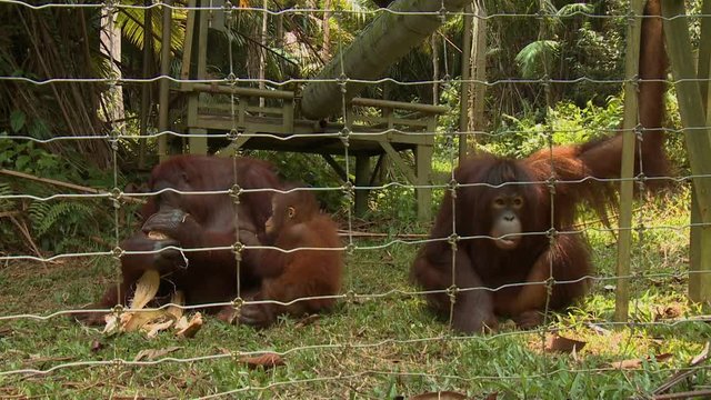 Extreme close-up tilting shot of orang-utan's mother and baby feeding on coconut, Orang Utan Island, Malaysia