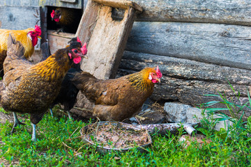 chicken in the yard in the countryside