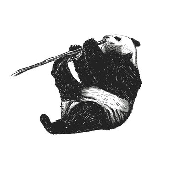 Panda nibbles a branch. 