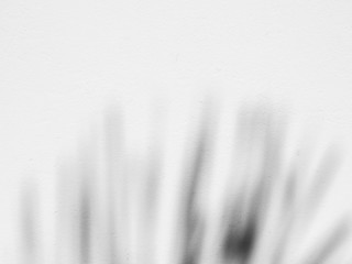 abstract blur shadow palm leaves on white background
