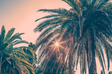 Fototapeta na wymiar Tropical summer background with palm trees copy space